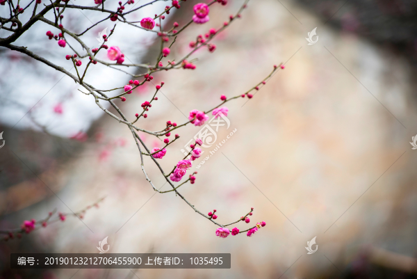 紅梅