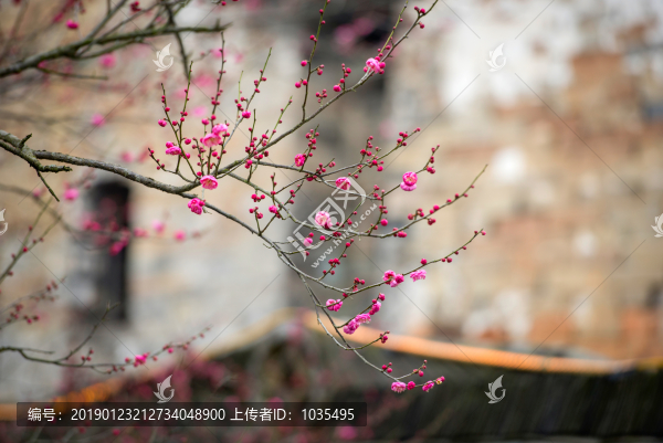 紅梅