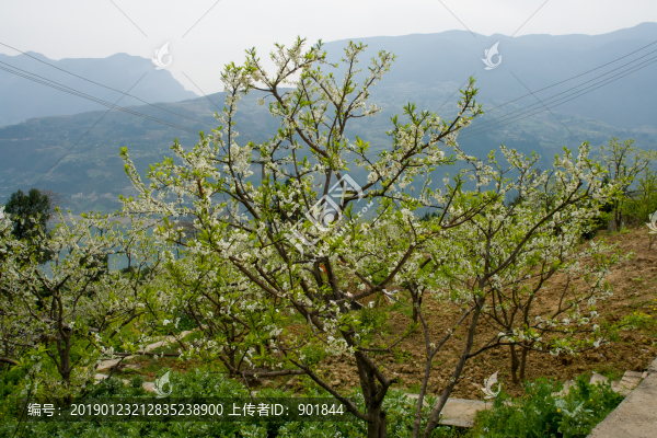 巫峽李樹田園風光