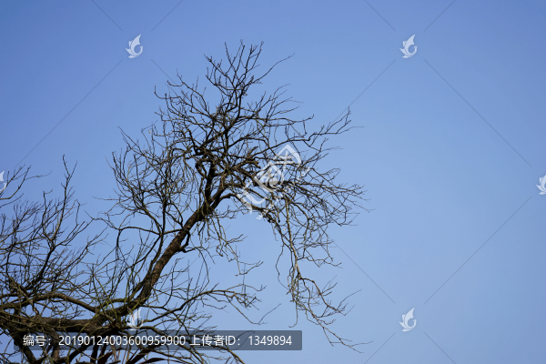 樹枝