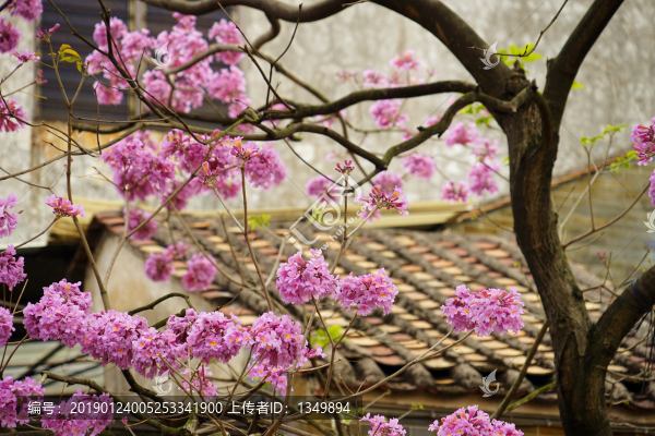 沙灣古鎮(zhèn)