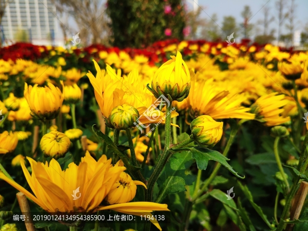 鮮花