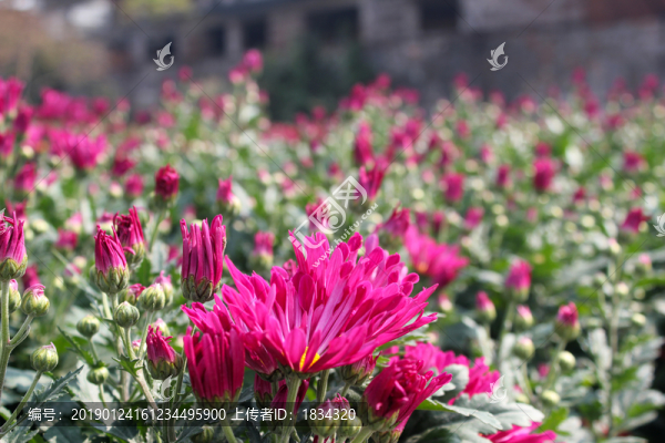 菊花