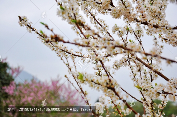 梁化李花