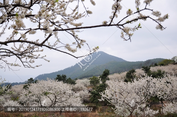 梁化李花