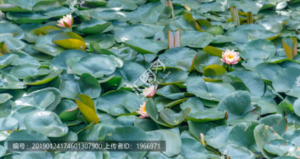 睡蓮花