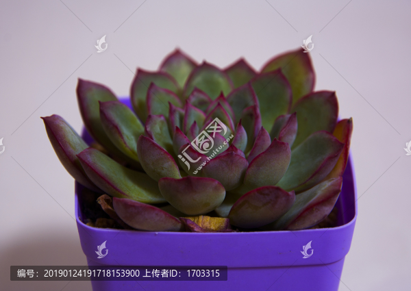 多肉