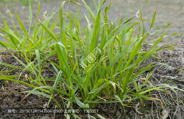 小草雜草