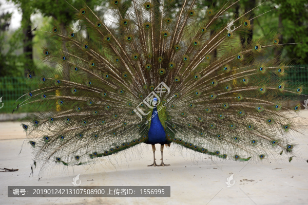 孔雀開屏