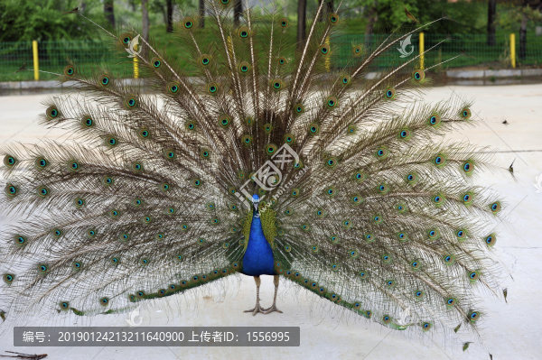 孔雀開屏