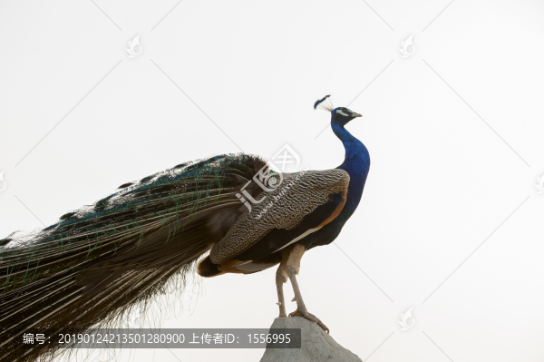 孔雀