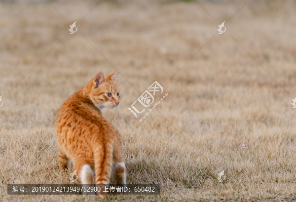 貓