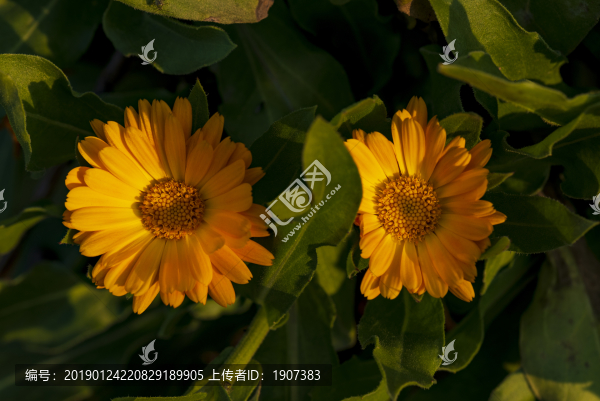 百日菊