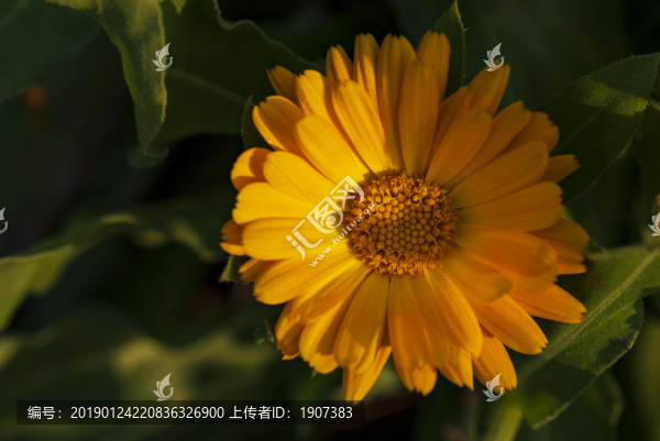 百日菊