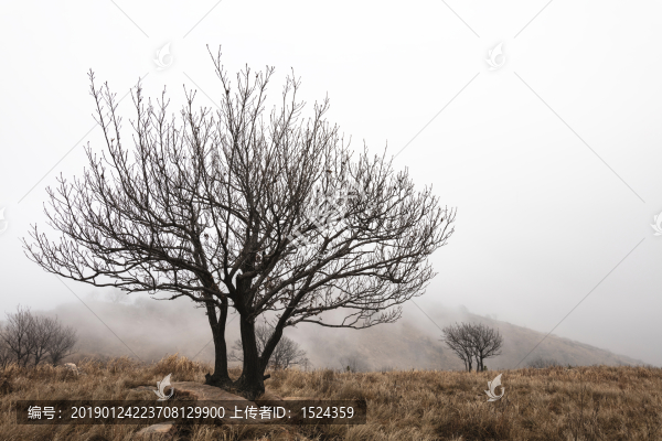 高山上的枯樹
