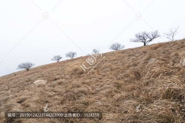 高山上的樹