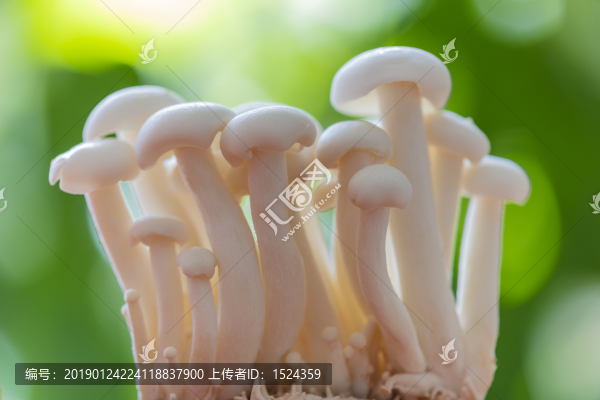 白玉菇