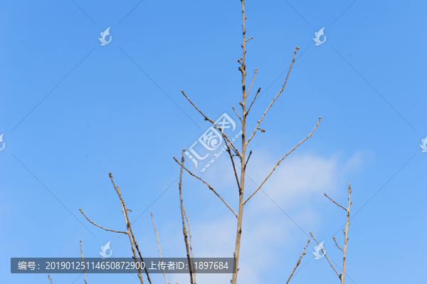 枯枝