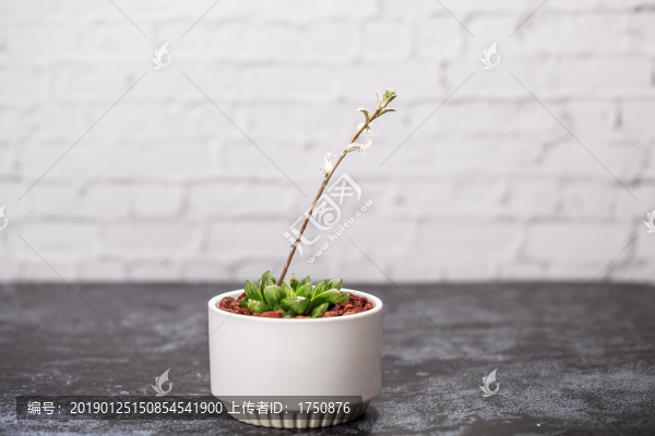 多肉玉露