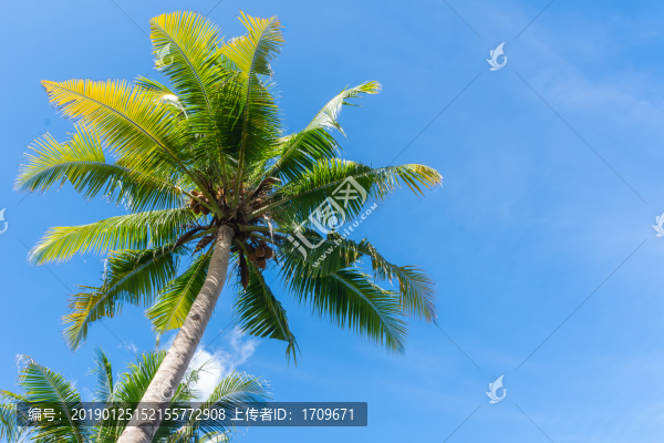 椰樹