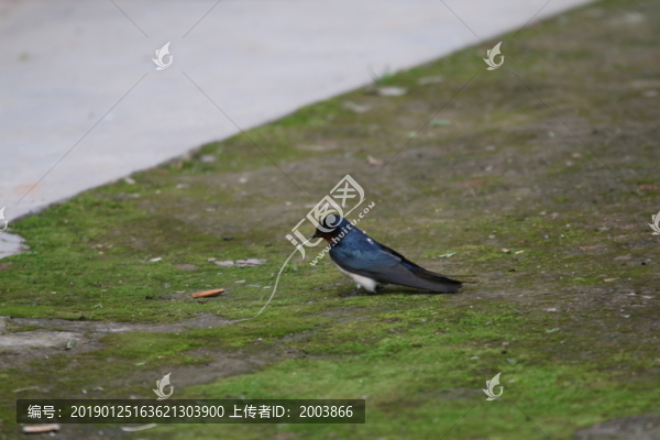 燕子