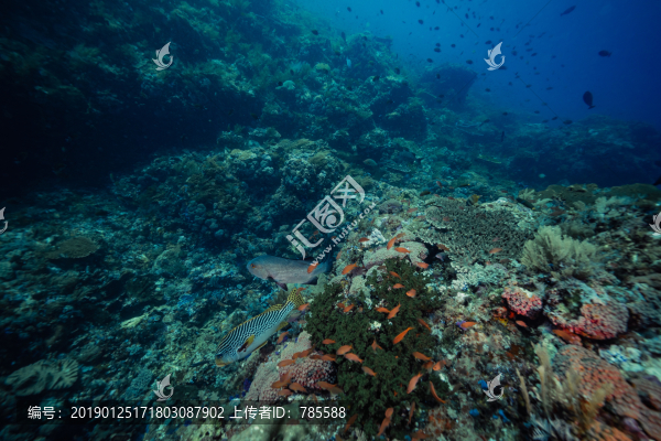 深海魚