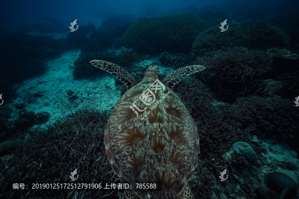 海龜