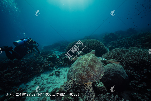 海龜