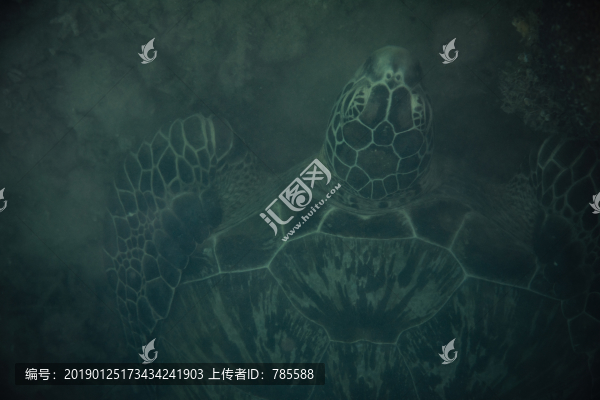 海龜