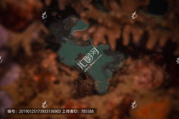 深海魚