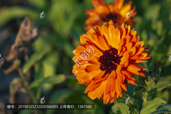 百日菊