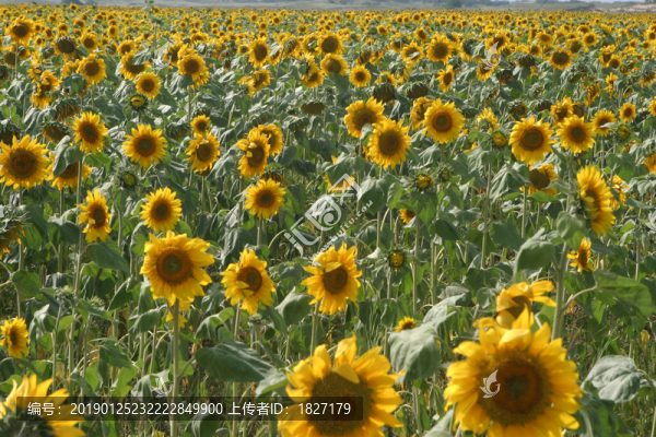 葵花
