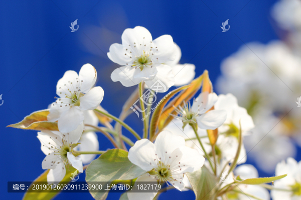 梨花