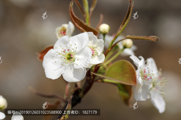 梨花