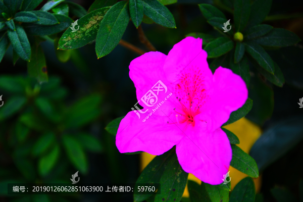 杜鵑花