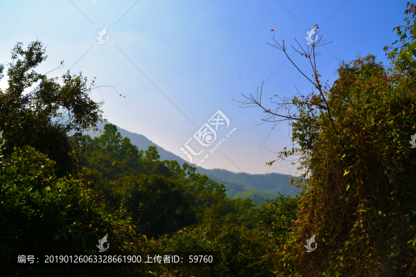 梧桐山風(fēng)光