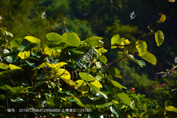 陽(yáng)光綠葉