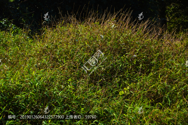雜草陽(yáng)光