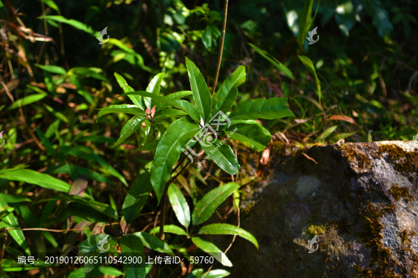 綠葉植物陽光