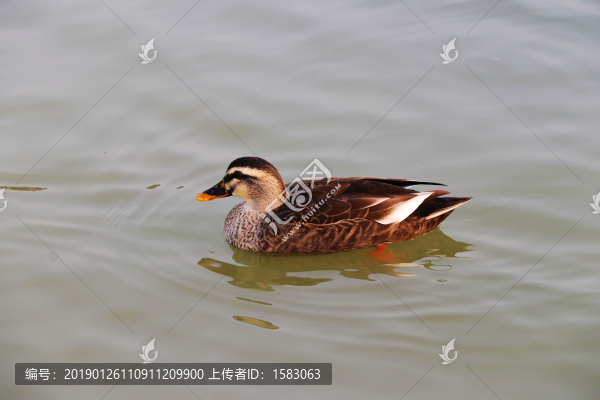 斑嘴鴨