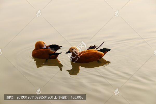赤麻鴨