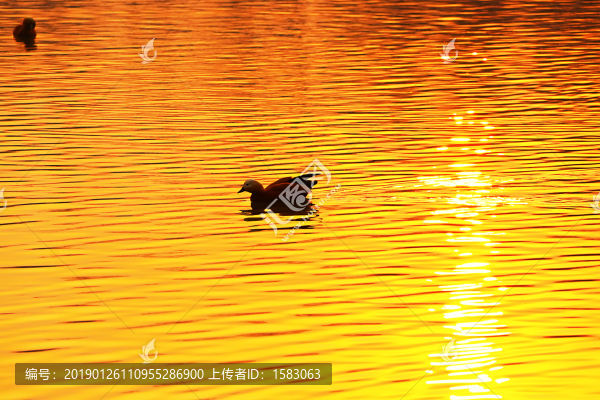 金色湖面