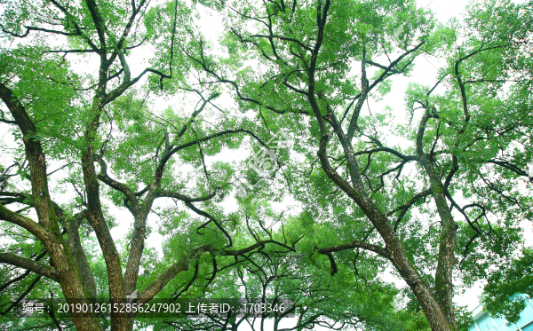 樟樹背景素材