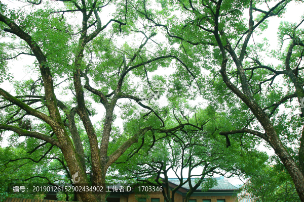 樟樹背景素材