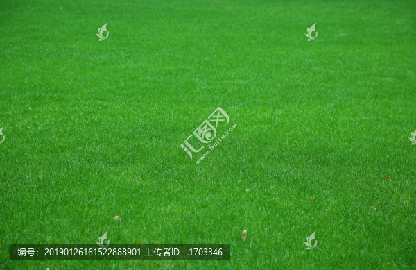 綠草地背景