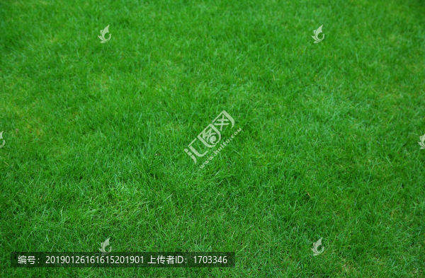 青草地背景素材
