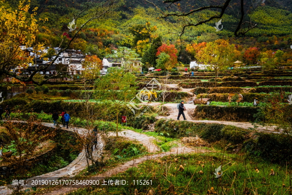 田埂人家紅葉