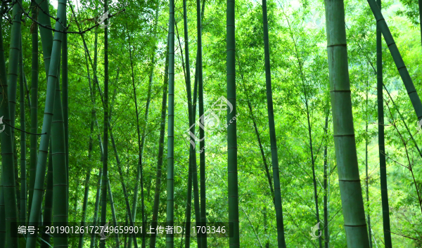 竹林