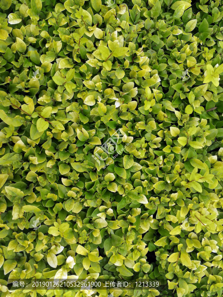 綠植背景素材