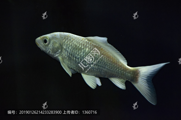 魚